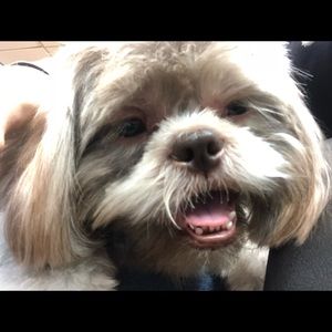 Meet your Posher, Lili